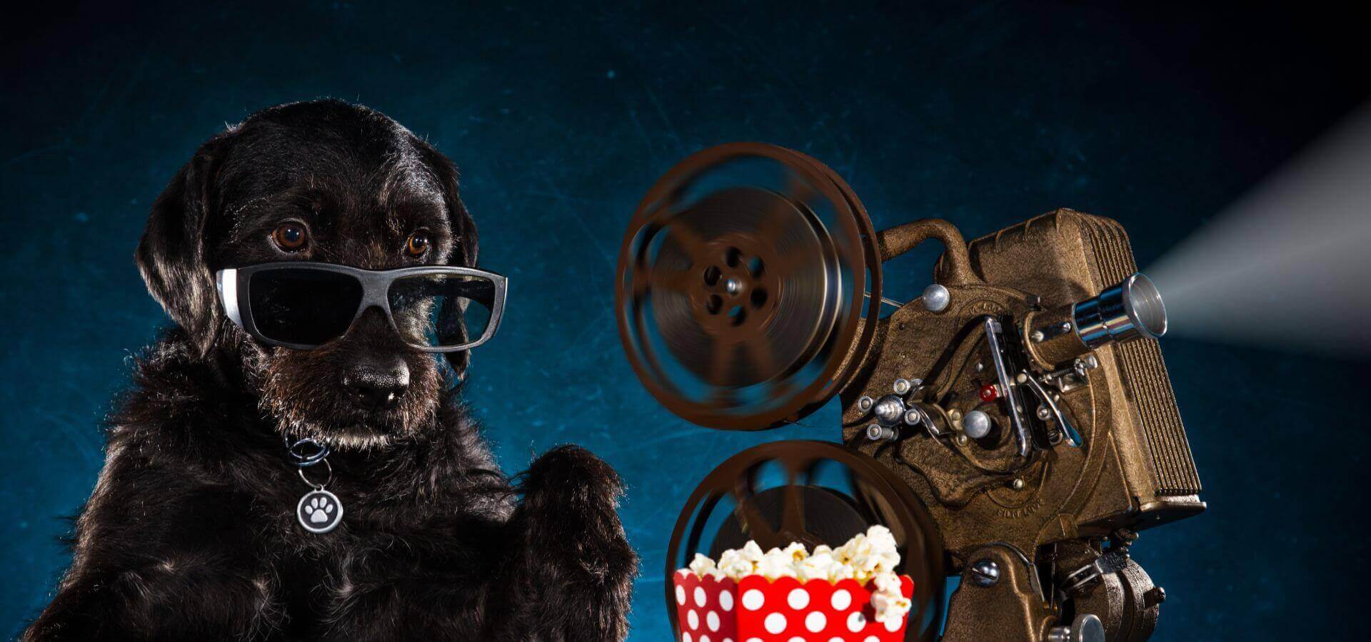 Mascotasgo tv