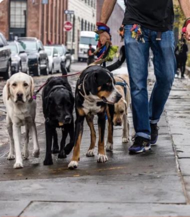 curso-paseador-de-perros-costa-rica