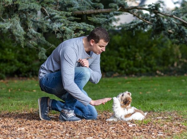 Video Tips de Adiestramiento Canino