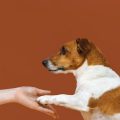 Bases para el Entrenamiento en Positivo para Perros Adultos