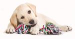 Video ¿Qué aspectos a considerar con un cachorro?