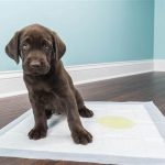 Video ¿Cómo enseñar a mi cachorro a ir al baño?