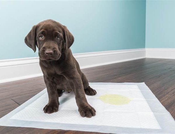 Video ¿Cómo enseñar a mi cachorro a ir al baño?