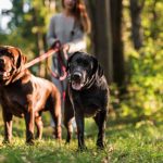 Video ¿Qué hacer en caso de ataque a mi perro?