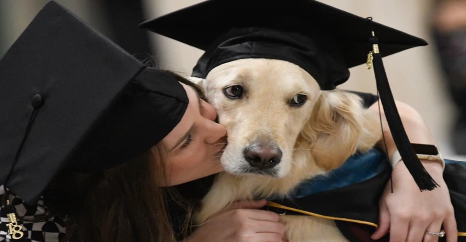 educación canina virtual