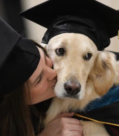 cursos-virtuales-perro-costa-rica