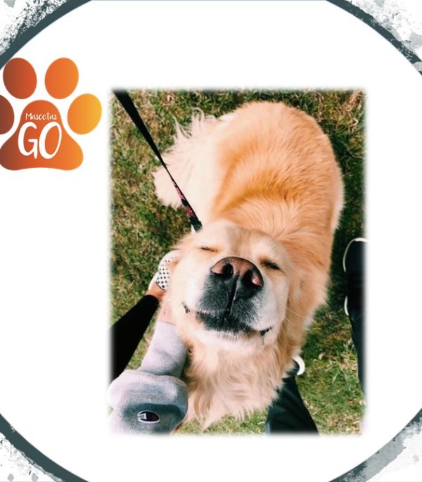 Curso Beneficios del ejercicio mental para las mascotas