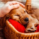Video ¿Qué aspectos a considerar con un cachorro?