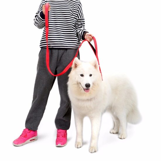 Video ¿Cómo brindar un paseo beneficioso para la mascota?