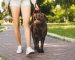 Curso ¿Qué hacer si mi perro jala durante el paseo?