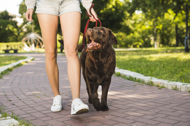 Curso ¿Qué hacer si mi perro jala durante el paseo?