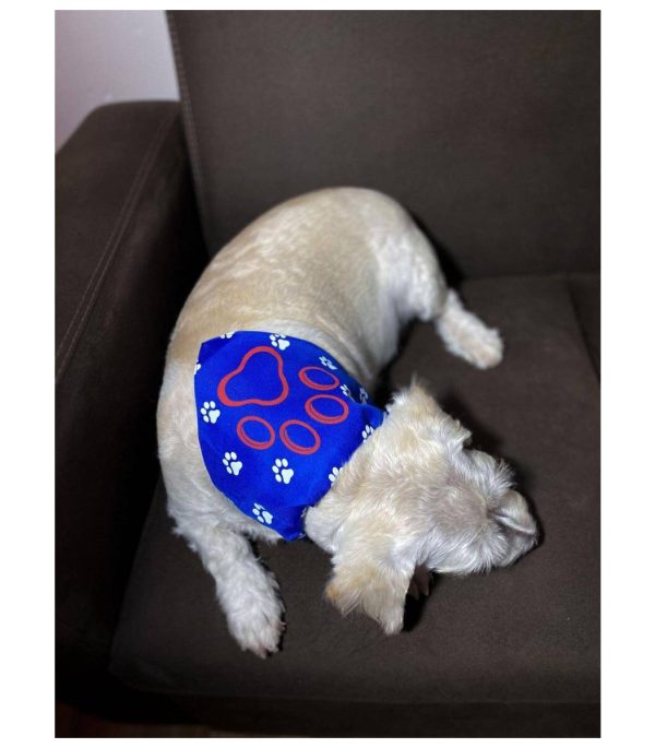 bandana-collar-costa-rica
