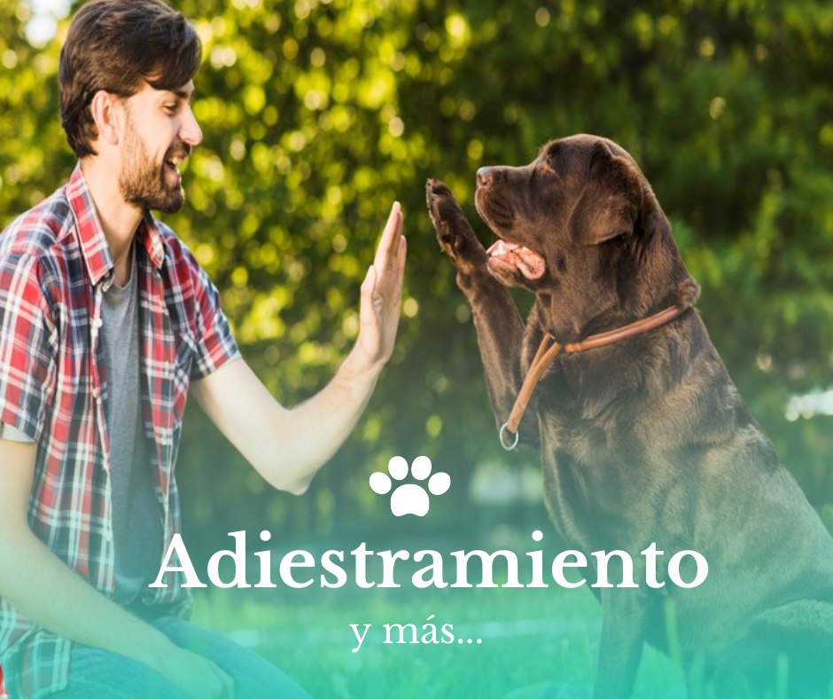 Cursos Caninos