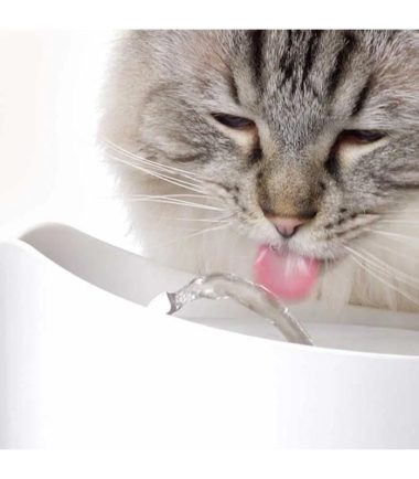 fuente-de-agua-para-mascota