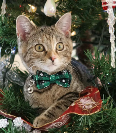 Captura de pantalla 2025-09-29 121315