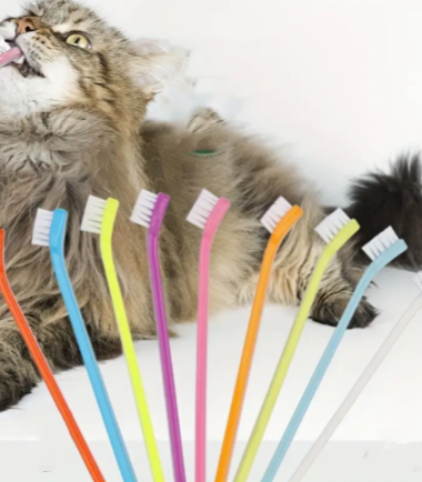 Cepillo-dientes-gato-costa-rica