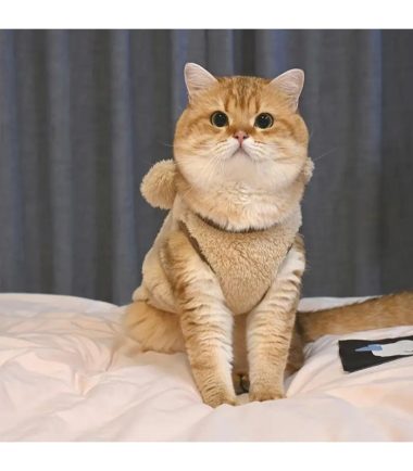 sueta-de-peluche-para-mascotas-costa-rica