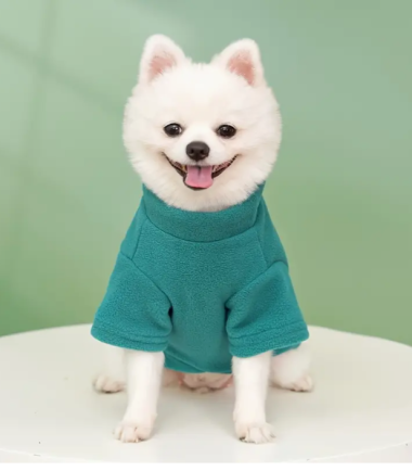 camiseta-perro-turquesa-costa-rica