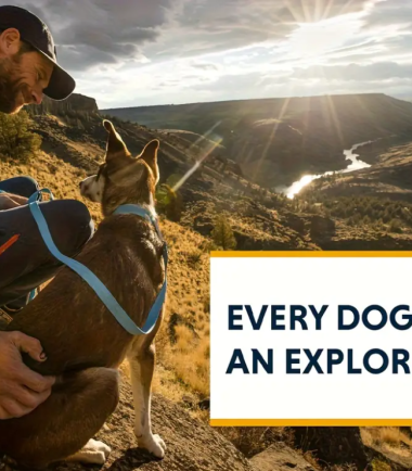 Collar-azul-perro-costa-rica