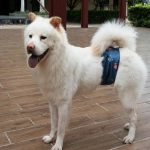 Pañal reutilizable para perro macho color azul talla XS