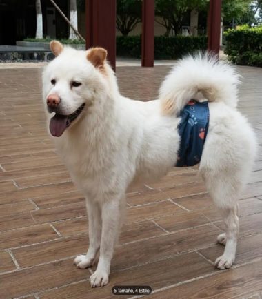 Pañal reutilizable para perro macho talla M