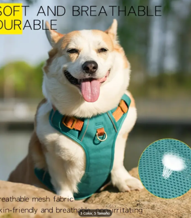 Pechera-perro-turquesa-costa-rica