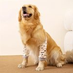 protectores-codos-perros-medianos-grandes-costa-rica
