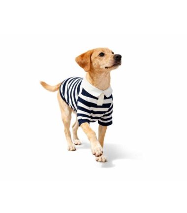 camisa-elegante-perros-costa-rica sueta-perros-costa-rica