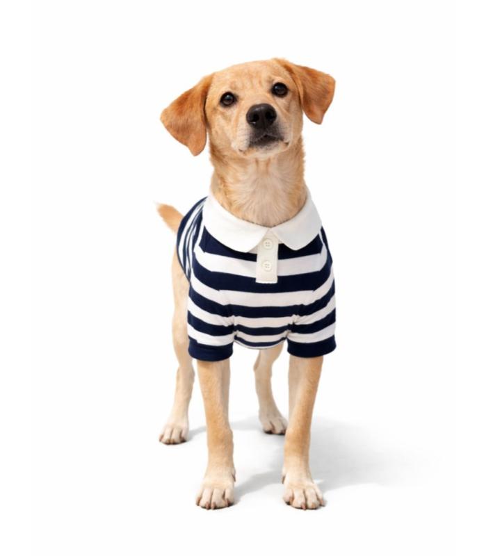 camisa-elegante-perros-costa-rica sueta-perros-costa-rica