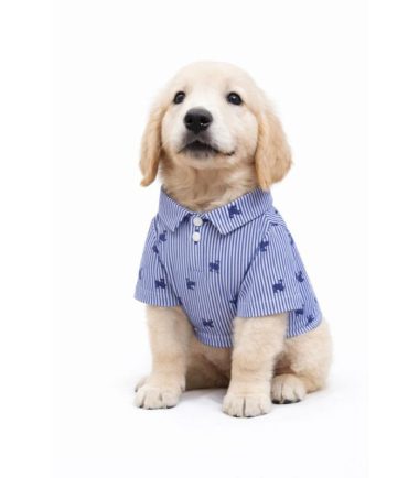 sueta-perros-costa-rica