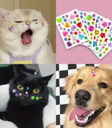 pegatinas-perro-estrellas-flores-costa-rica pegatinas-perro-estrellas-flores-costa-rica