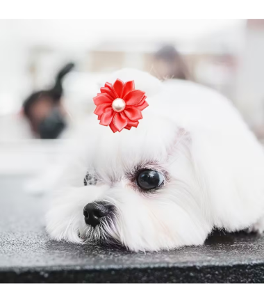 lazos-perro-diseño-costa-rica