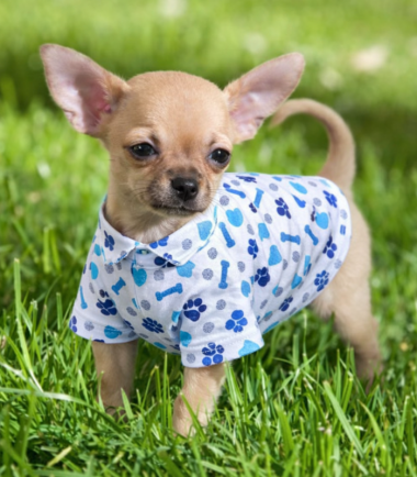 camisa-elegante-perros-costa-rica