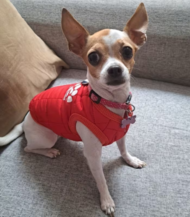 Chaleco-para-perro-color-S-m