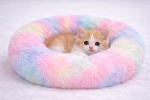 Cama para Mascotas Arcoiris tamaño XS - Imagen 3
