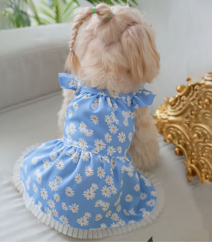 Vestido-Verano-perro-Costa-Rica