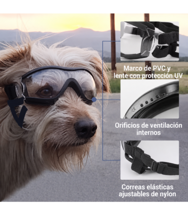 gafas-de-sol-para-perros-costa-rica
