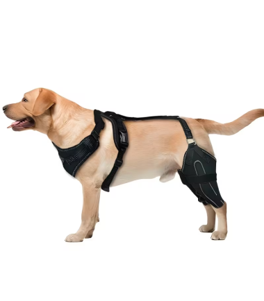soporte-para-pata-trasera-de-perro-costa-rica