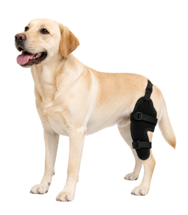 protector-de-rodilla-perros-costa-rica